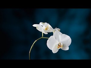 Still life photography adding background interest