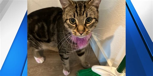 Woman arrested for strangling cat in Vancouver