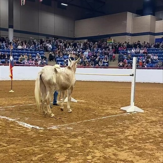 6.3M views · 20K reactions | At 32-years-old, Radar is still doing what he loves.. jumping! And the reigning champion of the 2022 Mule Jumping is Radar. | Fort Worth Stock Show & Rodeo | Facebook