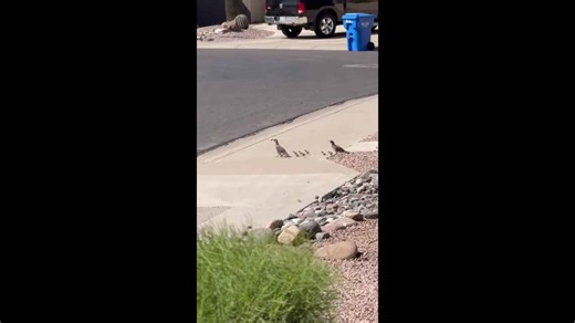 Quail family crosses road with chicks in Phoenix, Arizona, USA