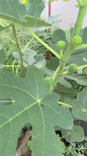 Fig In The Grow Bag Update