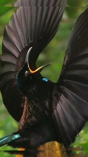 Can you dance to a better rhythm than these birds? They are true dancers of nature. When they want to win over their partners, they dance elegantly and happily like no other animal. This dance is wonderful and perfect. . #amazing #amazingvideo #world #beautiful #Wonderful #wonderful #animals #animais #bird #birds #dance #dancing #asokamakeup #indiamakeup #cute #aves #naturelover #nature #natureza #love