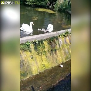 1.9M views · 745 shares | Adorable moment Dublin man rescues newly hatched swan chick from drain | Irish TV | Facebook