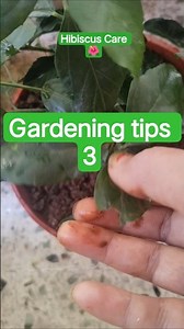 How to Save Your Hibiscus from Aphids & Pests! 🌿