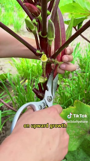 Essential Tips for Growing Cucumbers and Okra