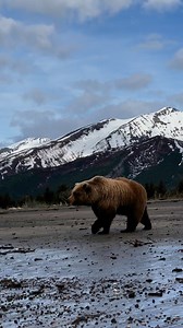 What a view! As Alaska as it gets. Bear, beach, and mountains. #Alaska #alaskalife #visitalaska | Brooke Bartleson Wildlife