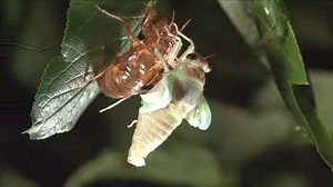 せみ | しぜんとあそぼセレクション | NHK for School