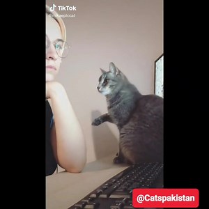228K views · 10K reactions | Funny Cat Compilation part 9  - Don't try to hold back laughter  For Full videos Subscribe to our youtube channel  https://youtube.com/@catsbin  Music Used from Kevin Macleod Licensed under creative commons : By Attribution 3.0 | Catsbin | Facebook