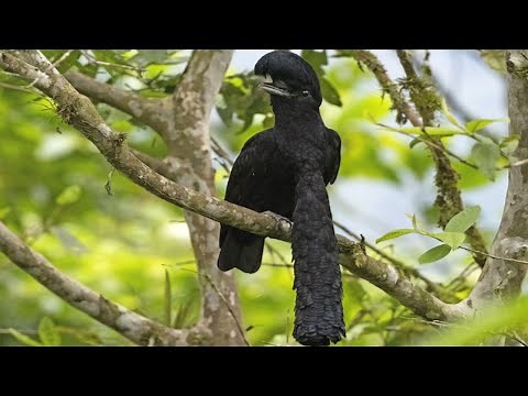 Long-Wattled Umbrella Bird - Animal of the Week
