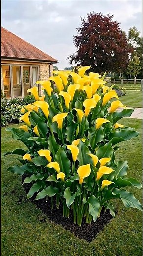 Calla Lily ‘Sunshine’ Glows With a Brilliant Golden Bloom That Brightens the Garden 💛🌿✨