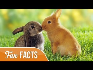 10 Fun Facts About Rabbits