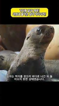 A reunion after a long wait! The mother sea lion is finally back!