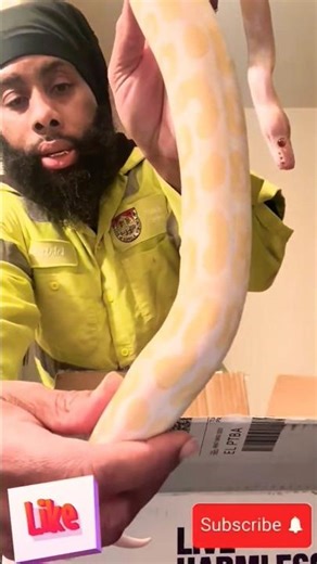 so happy for my brother 🫡 #unboxing #snake #ballpython ‪@patrickalilbitofeverything5181‬