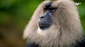 16M views · 207K reactions | ¡Prepárate para ver a macacos y ardillas malabar en acción!  Disfruta de los tres episodios del documental de #BBCearthEn0 'Primates' en Movistar+ | Cero | Facebook