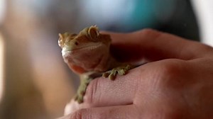 Dragon Queen Reptile Rescue helps rescue and re-home reptiles