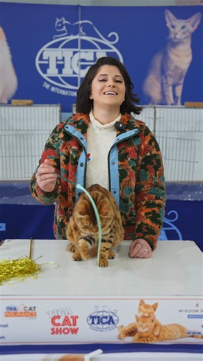 Have you ever heard of a Bengal… but with longhair? 😻✨ Check out this rare masterpiece – the Bengal Longhair! All the wild beauty of a classic Bengal — those iconic rosettes, bold contrast, and confident strut — now with a luxurious, flowing coat that adds an extra touch of elegance. This breed is still a hidden gem in the cat world, and we can’t stop admiring its exotic charm and silky fluff! 💬 Would you choose the shorthaired or longhaired Bengal? 👇 Drop your pick in the comments and tag a 