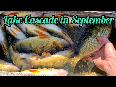 Lake Cascade Jumbo Perch Fishing, September in Idaho