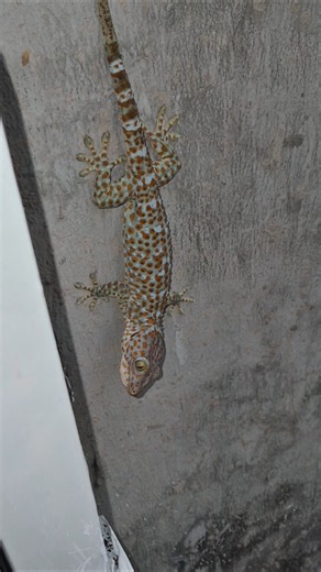 leopard gecko hunting #tokek #gecko #reptiles #lizard