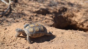 Threatened desert tortoises released into the wild
