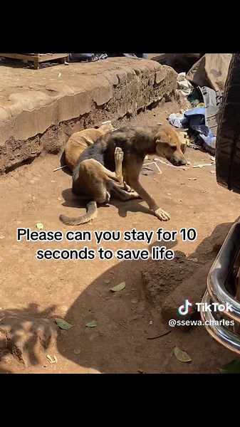 Rottweiler Rescue: A Heartwarming Adoption Journey