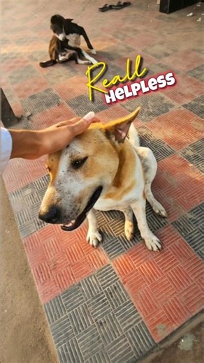 Hungry Street Dogs Ignored | Stray Dog Feeding 🐕💔