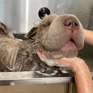 Dogs make it such a wonderful world | Doggy Styling