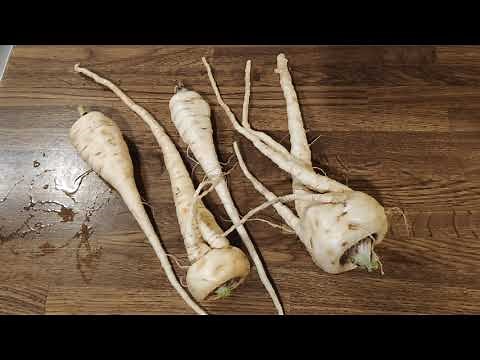 Pastinake - Anbau, Geschmack, Verwendung, Inhalt, Herkunft und Volksmed. Bedeutung - Super Food