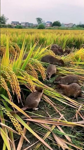 Rats are stealing rice from the fields #farm #paddy #farming #farmer #nature