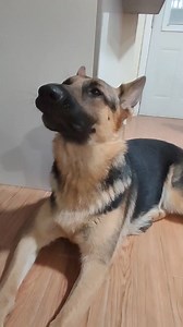 howling German shepherd puppy | Germanshepherd owners addiction