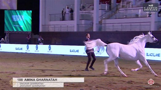 🇸🇦PSAIAHF 2026 Mares 4 Years Old - Section B (Class 5B) 1 st Place goes to 188 – AMINA GHARNATAH ( SINGAAR GHARNATAH x JAWHARAT GHARNATAH ) Breeder: KHELAIFEKH NASSER ABD ALLAH AL-HAJRI Owner: NAIF HAMMAD HILLEL ALOTAIBI - RAMZ STUD | Arabian Essence di Elvis Giughera