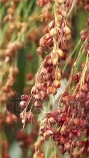 Cultivated proso millet in agricultural field