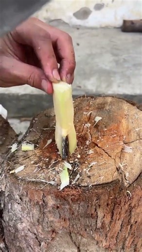 Sk2905 mini rotary tillage and ridging one one tree short view #travel #beach #flowers#asmr