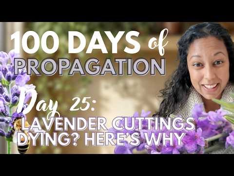 Why Your Lavender Cuttings Keep Dying (What Most Beginners Get Wrong)