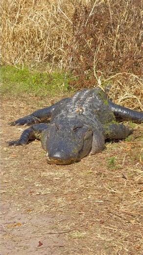 One Hour Later, He’s Still There! The Ultimate Trail Gatekeeper.