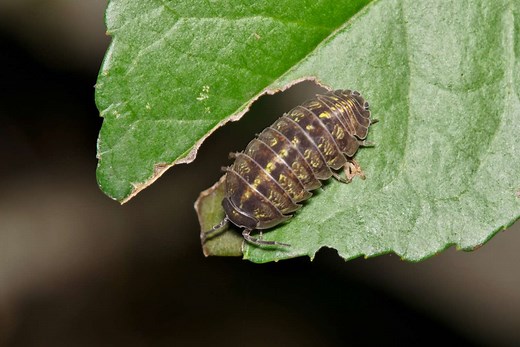 6 Ways To Get Rid Of Roly Poly Bugs, According To Experts
