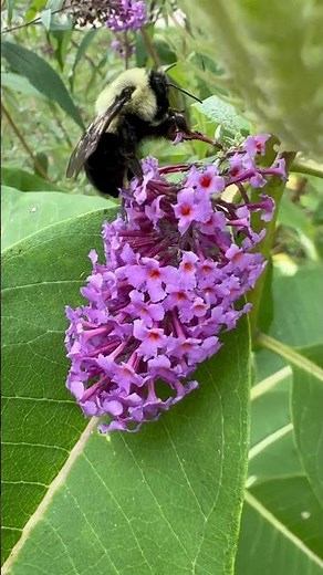 Bumblebee Pollination — The Fuzzy Heavyweight at Work