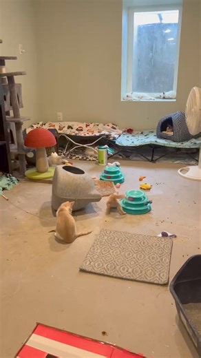 It’s a frisky job. But somebody has to do it. 😎😎😻😻 #cleaningparty #frisky #kittens | Furball Farm Cat Sanctuary