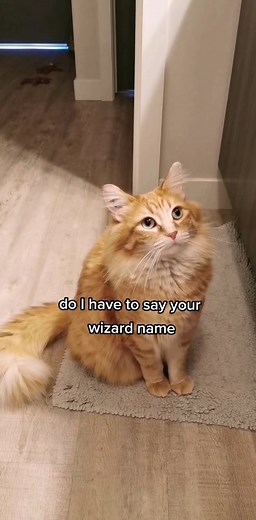 Meet Walthazar Bo Balthazar: The Cat Wizard