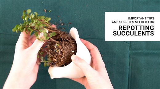 How I am saving these poorly cared for succulents