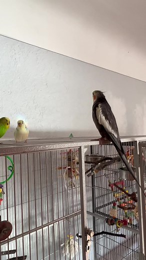 Groot loves to sing for his brothers #foryou #grootthetiel #cookiesong #cockatiel #petvideos #cutepets #talkingparrot