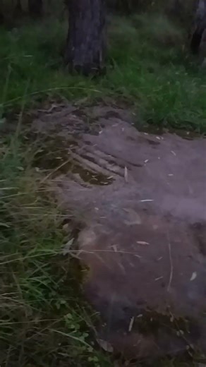 The flogging stone Bulls camp #convict