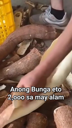 1M views · 8.9K reactions | Bungang ugat na kulay brown | Aaron Eusebio Loyaga | Facebook
