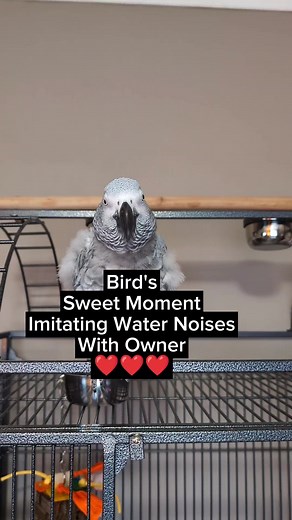 Funny Parrot Talking Water Noise | Cosmo the Funny Parrot Compilation