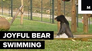 This rescued bear couldn't be any happier splashing around in his new home | Mashable