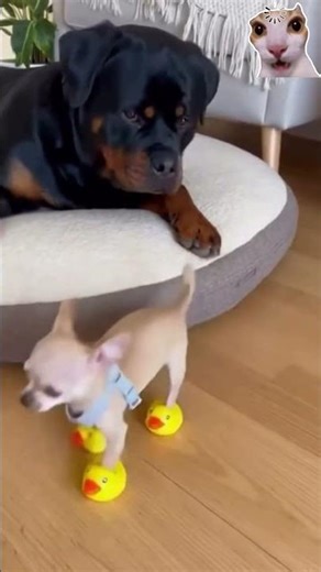 funny animal video | #shortvideo #funny#reels #animals