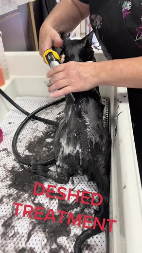 Oscar comes in every 6-8 weeks and receives a deshedding treatment, can you image the amount of hair if he didn’t?? #catsoftiktok #fyp #grooming #chesterfieldmichigan #desheddingcats #catgroomer