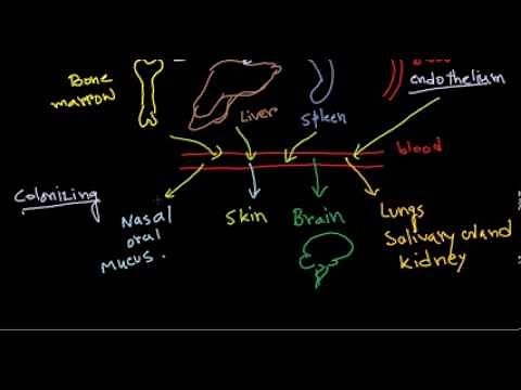 Movement of virus in human body