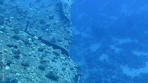 Damaged part of the hull, rusty shipwreck in the ocean. Underwater video, scuba diving trip on the wreck. Old metal remains, wrecked boat in the sea.