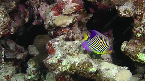 Regal angelfish (Pygoplites diacanthus) explores grottoes in the wall of a coral reef, wide shot.