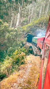 The Jungle Express: Sri Lanka’s Wildest Train Ride 🚂